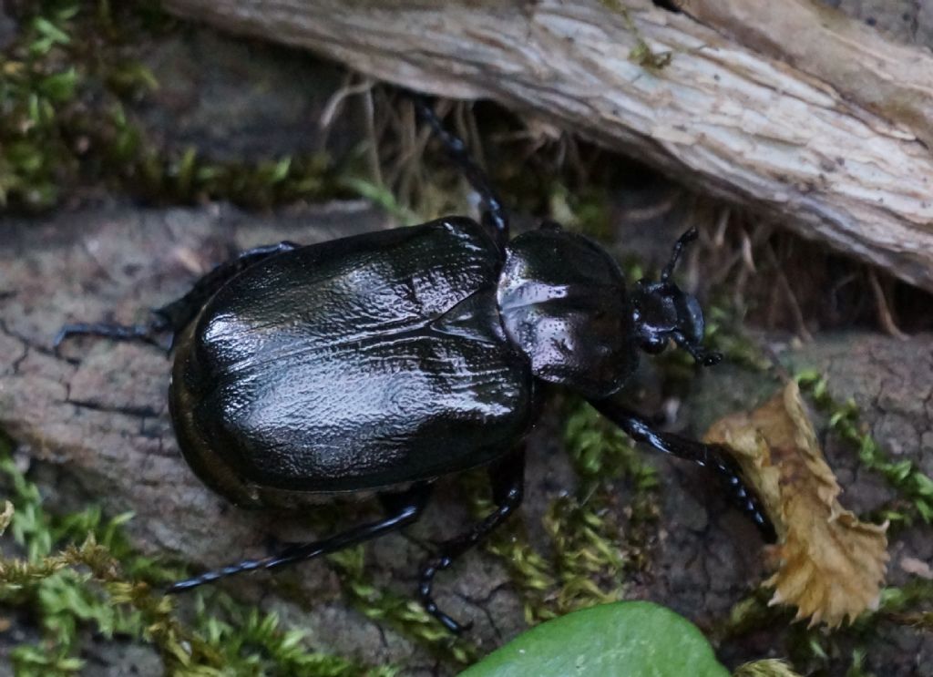 Cetoniidae: Osmoderma eremita?....Osmoderma sp. (eremita o italica).